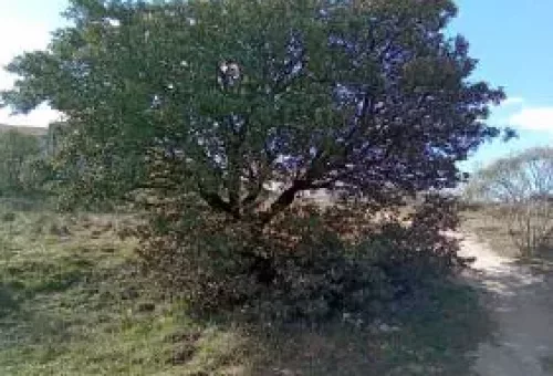 tree